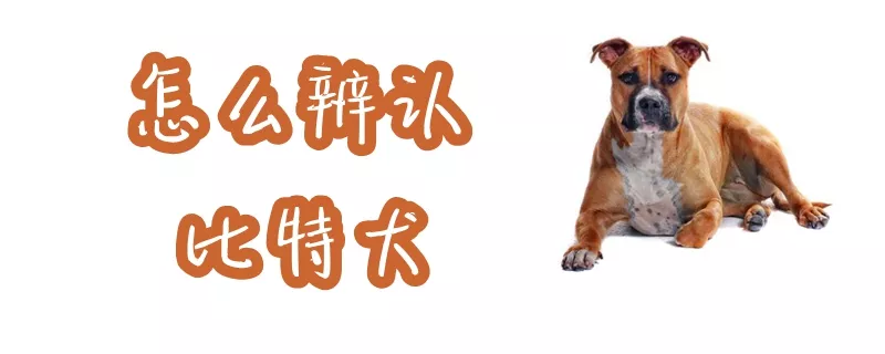 怎么辨认比特犬