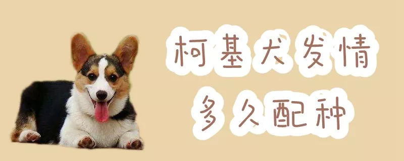 柯基犬发情多久配种