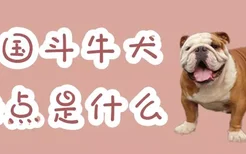 英国斗牛犬缺点是什么