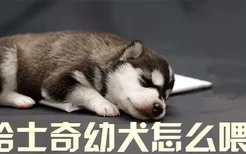 哈士奇幼犬怎么喂食