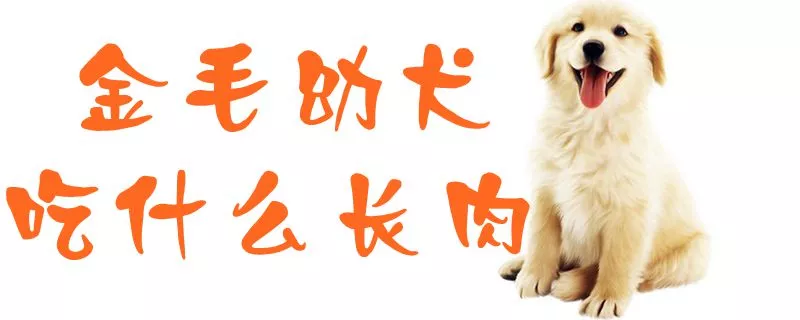 金毛幼犬吃什么长肉1