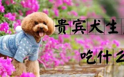 贵宾犬生产后吃什么