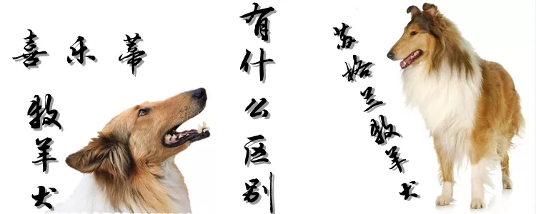 喜乐蒂牧羊犬和苏格兰牧羊犬有什么区别