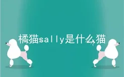 橘猫sally是什么猫