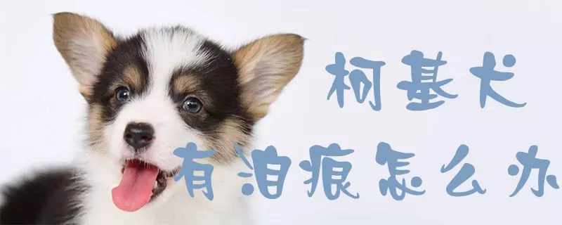 柯基犬有泪痕怎么办1