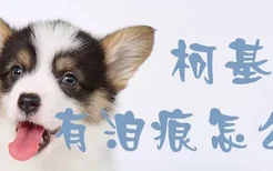 柯基犬有泪痕怎么办