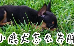 小鹿犬怎么养胖