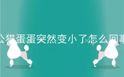 公猫蛋蛋突然变小了怎么回事