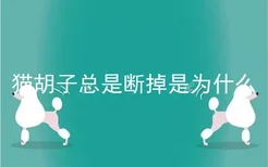 猫胡子总是断掉是为什么