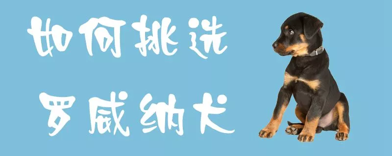 如何挑选罗威纳犬1