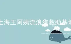 上海王阿姨流浪狗救助基地