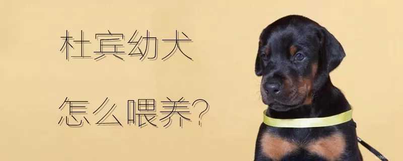 杜宾幼犬怎么喂养