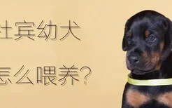 杜宾幼犬怎么喂养