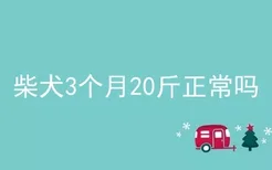 柴犬3个月20斤正常吗