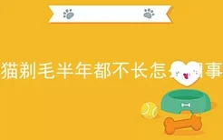 猫剃毛半年都不长怎么回事