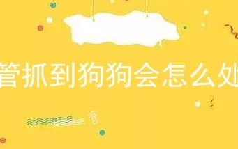 城管抓到狗狗会怎么处理