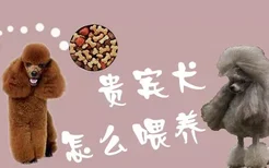 贵宾犬怎么喂养