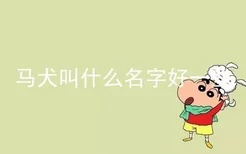 马犬叫什么名字好一些