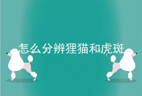 怎么分辨狸猫和虎斑