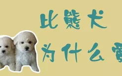 比熊犬为什么爱叫