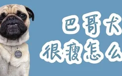 巴哥犬很瘦怎么办