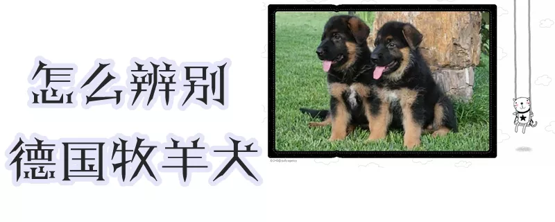 怎么辨别德国牧羊犬