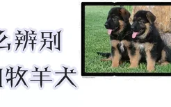 怎么辨别德国牧羊犬