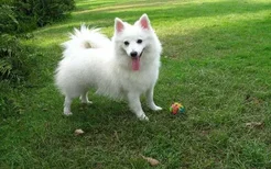 日本柴犬和秋田犬的区别