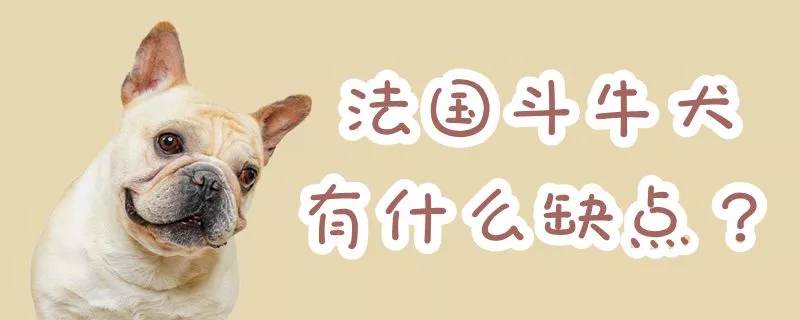 法国斗牛犬有什么缺点