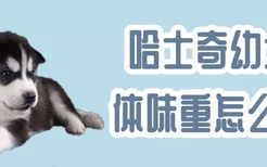 哈士奇幼犬体味重怎么办