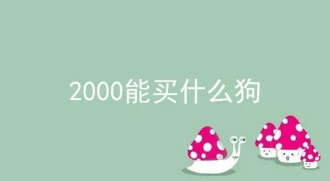 2000能买什么狗