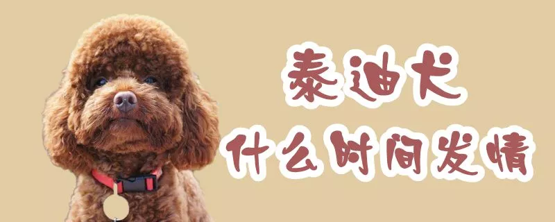 泰迪犬什么时间发情