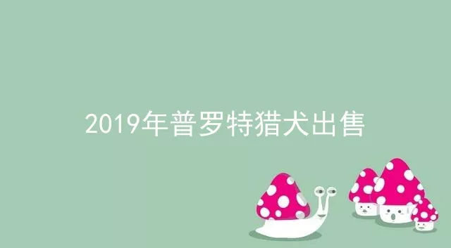 2019年普罗特猎犬出售