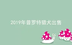 2019年普罗特猎犬出售