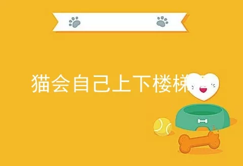 猫会自己上下楼梯吗