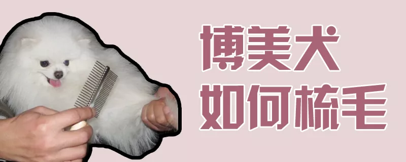 博美犬如何梳毛