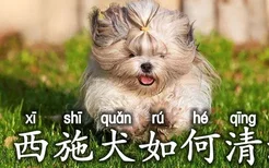 西施犬如何清洗