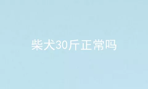 柴犬30斤正常吗