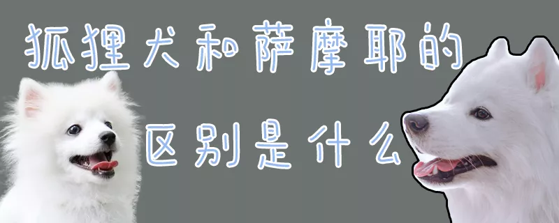 狐狸犬和萨摩耶的区别是什么