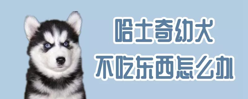 哈士奇幼犬不吃东西怎么办