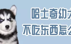 哈士奇幼犬不吃东西怎么办