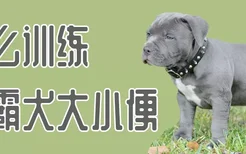 怎么训练恶霸犬大小便