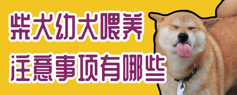 柴犬幼犬喂养注意事项有哪些