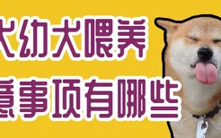 柴犬幼犬喂养注意事项有哪些