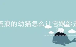 流浪的幼猫怎么让它跟你走