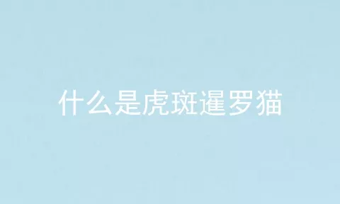 什么是虎斑暹罗猫