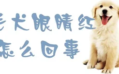 金毛犬眼睛红怎么回事