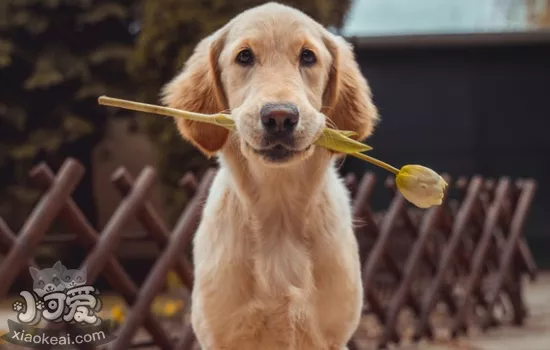 常见的伴侣犬有哪些 这几种狗狗非常受欢迎