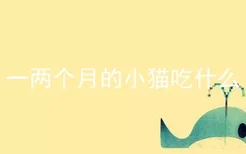 一两个月的小猫吃什么