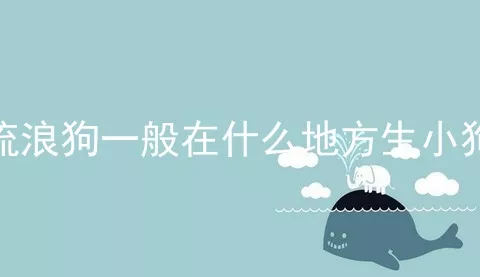 流浪狗一般在什么地方生小狗